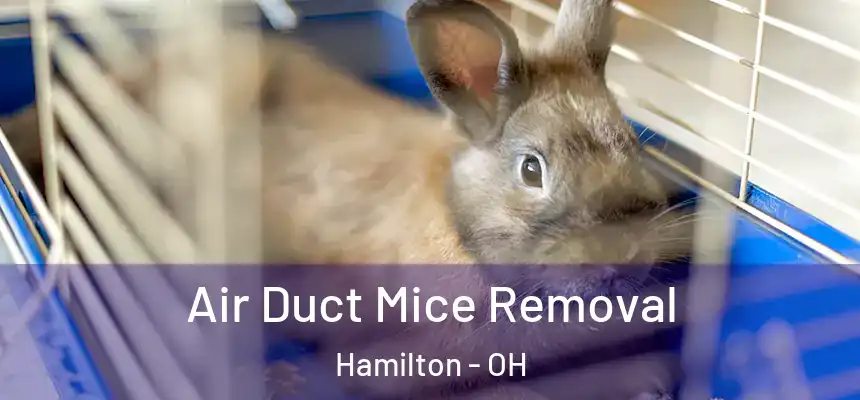 Air Duct Mice Removal Hamilton - OH